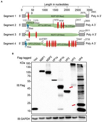 Characterization and subcellular localization of Alongshan virus proteins